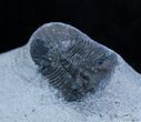 Bargain Platyscutellum Trilobite From Morocco #2289-1